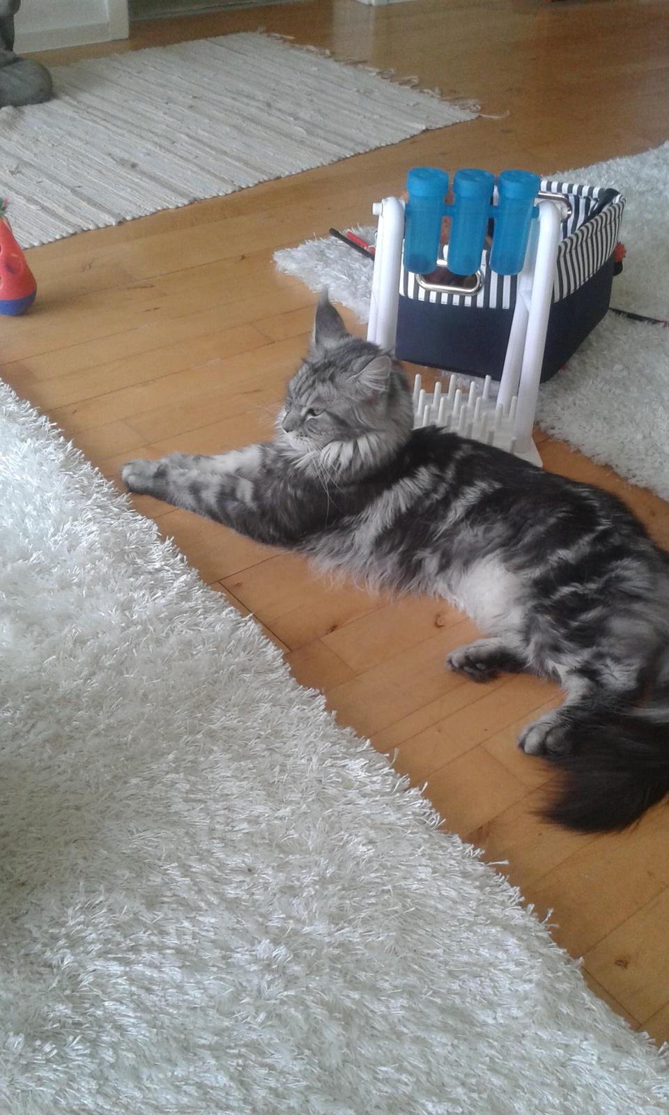 Maine Coon Chess  julie  billede 5