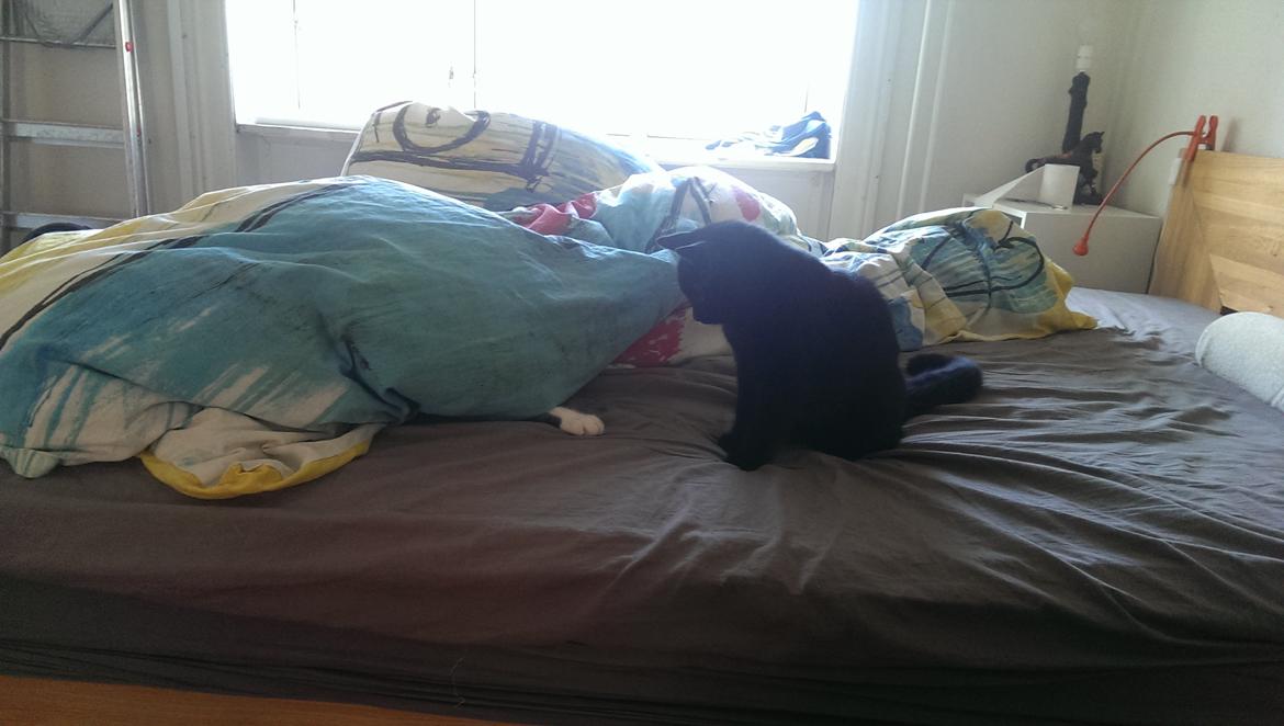 Blanding af racer Cirilla billede 11