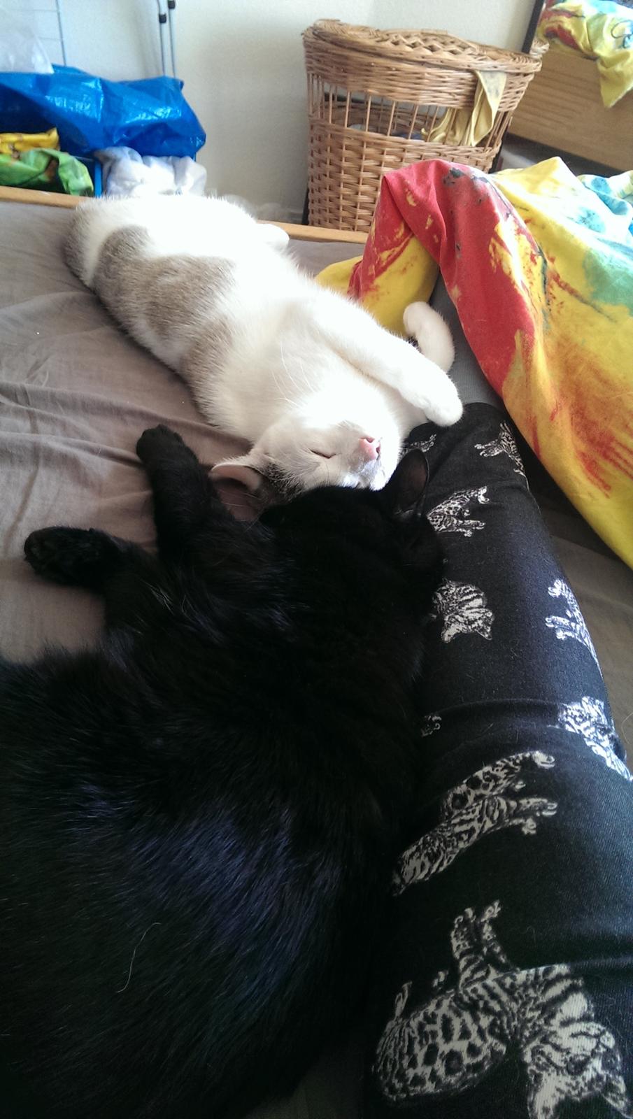 Blanding af racer Cirilla billede 12