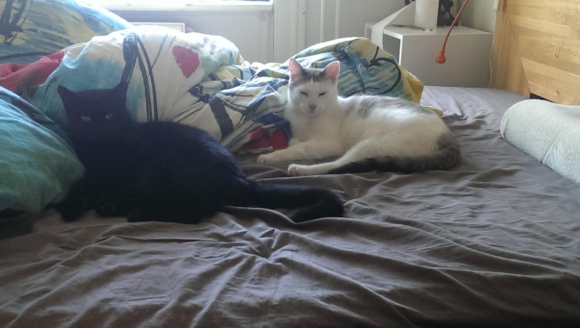 Blanding af racer Cirilla billede 13