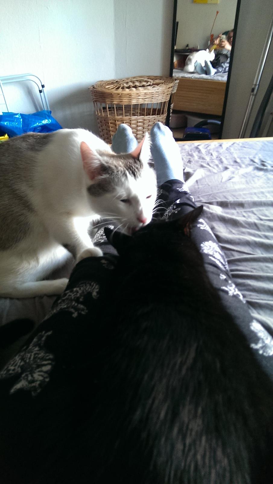 Blanding af racer Rhaegar billede 18