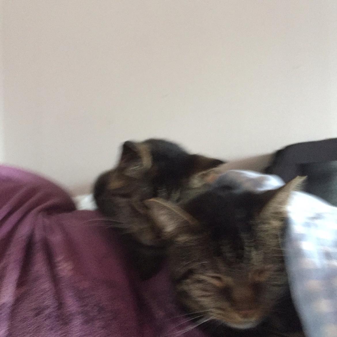 Huskat Nussemus billede 21