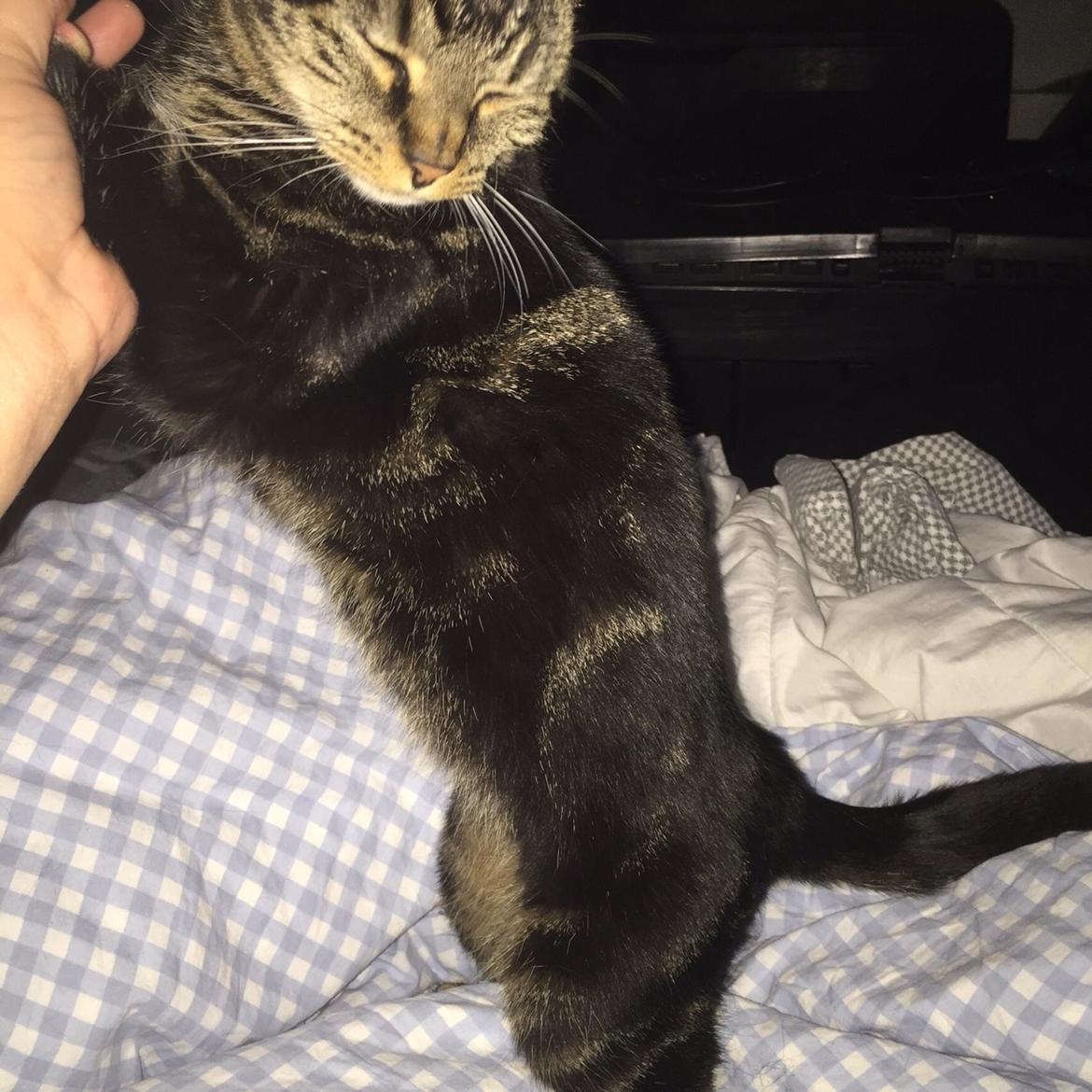 Huskat Nussemus billede 26