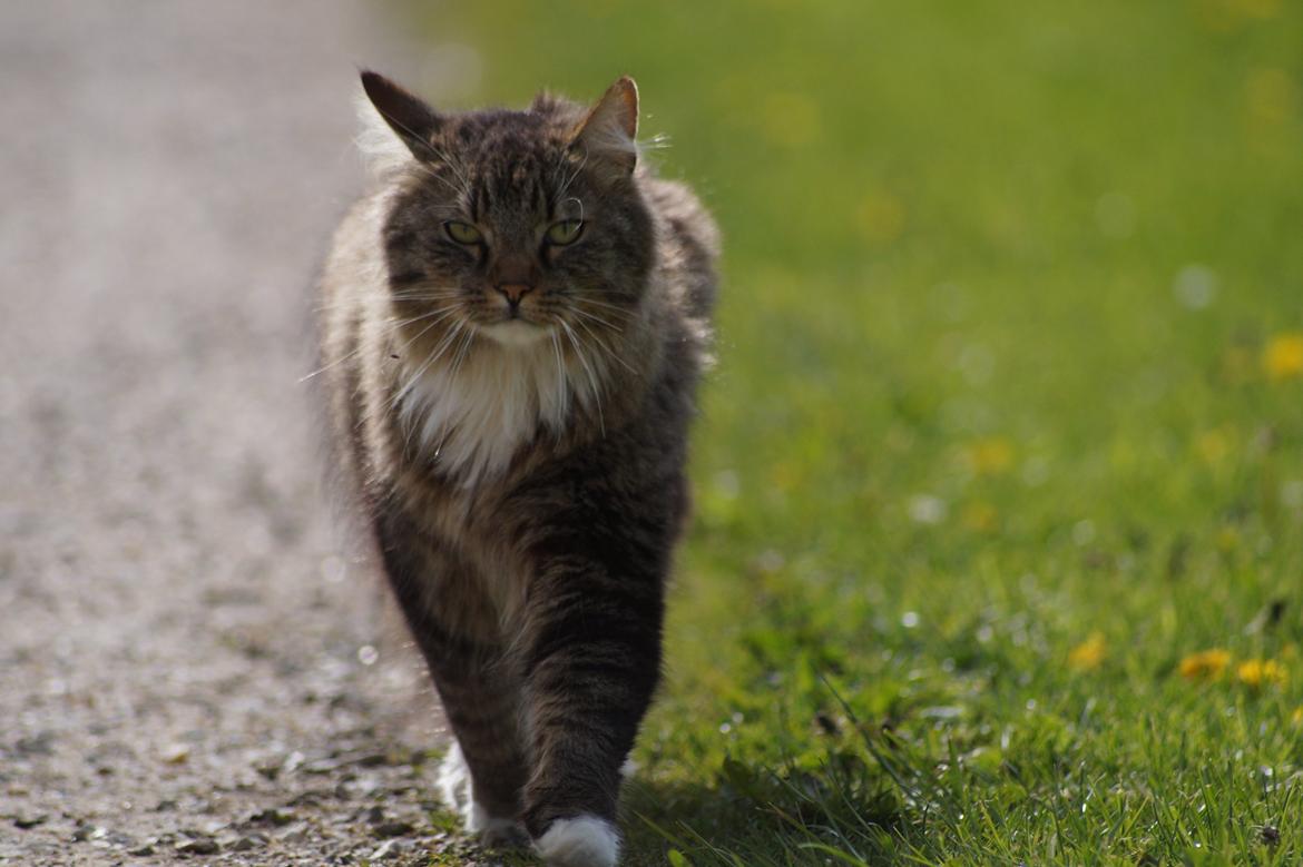 Maine Coon Leopold billede 3