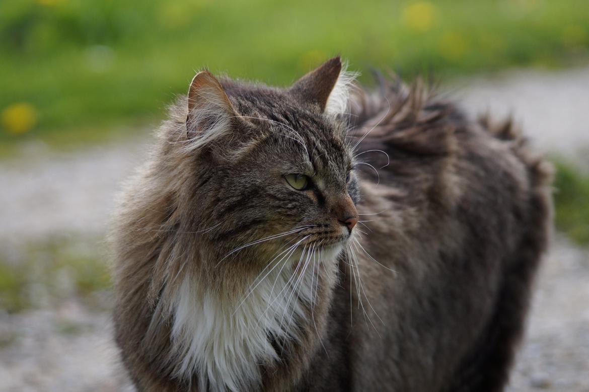 Maine Coon Leopold billede 5