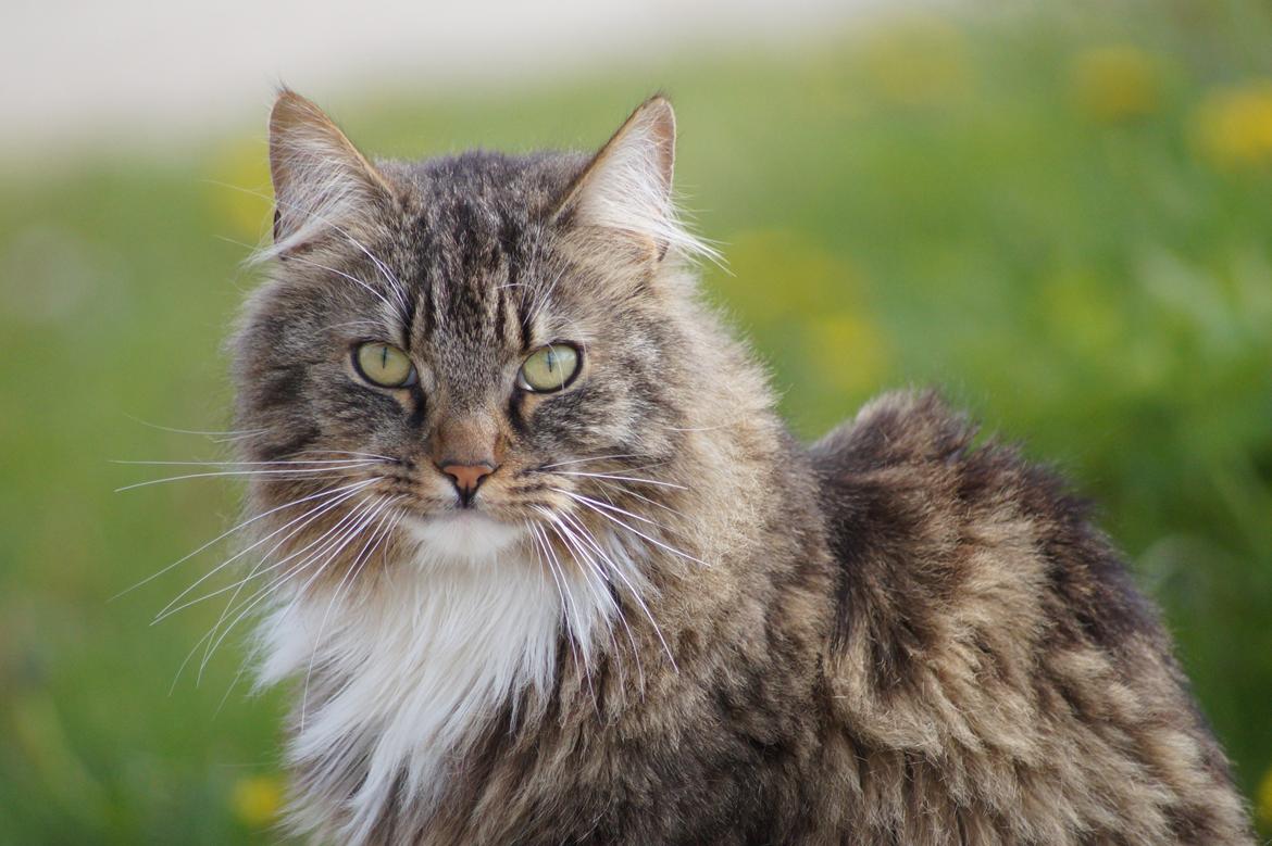 Maine Coon Leopold billede 1