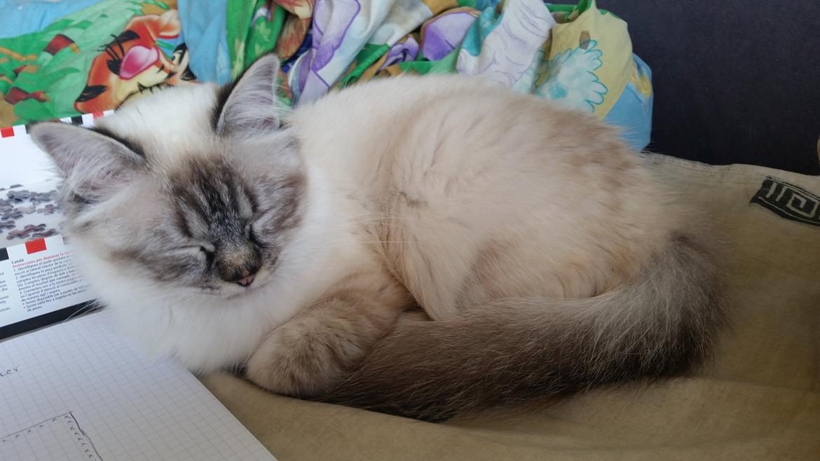 Hellig Birma Cherry billede 2