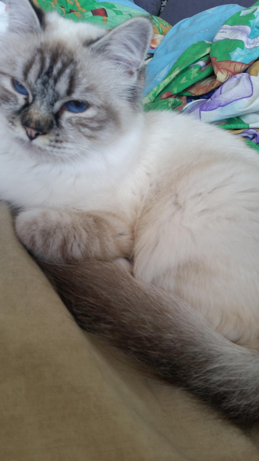 Hellig Birma Cherry billede 3