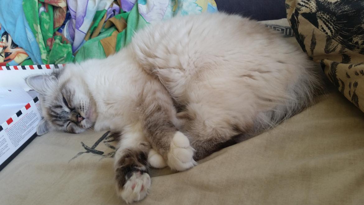 Hellig Birma Cherry billede 4