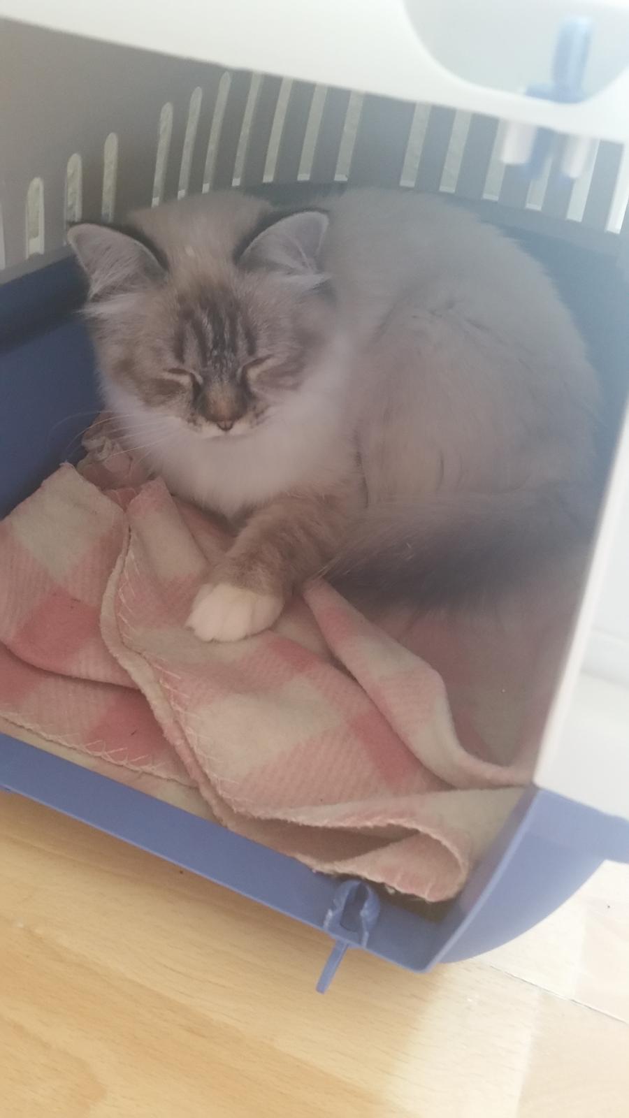 Hellig Birma Cherry billede 7