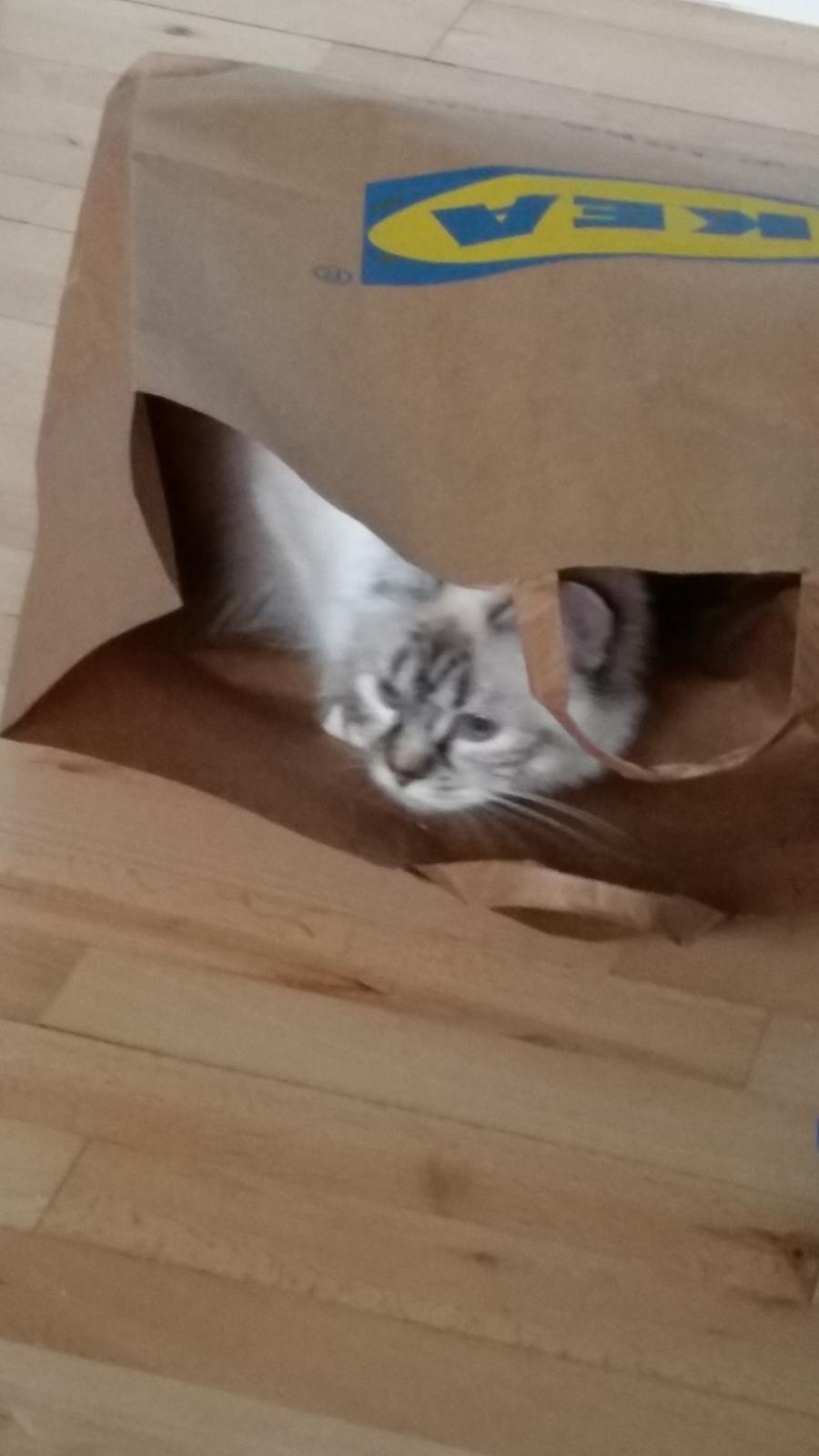 Hellig Birma Cherry billede 8