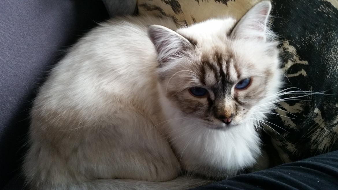 Hellig Birma Cherry billede 1