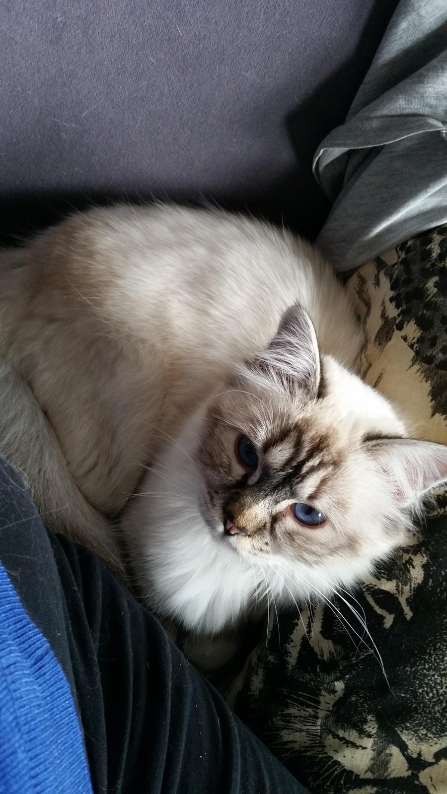 Hellig Birma Cherry billede 9