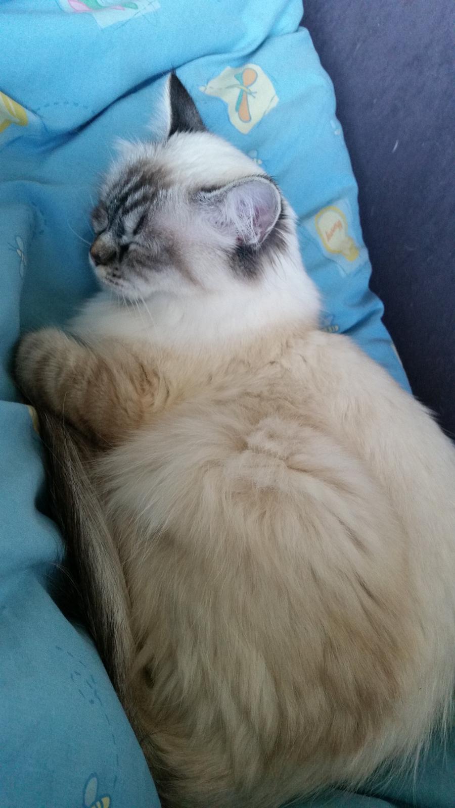 Hellig Birma Cherry billede 6