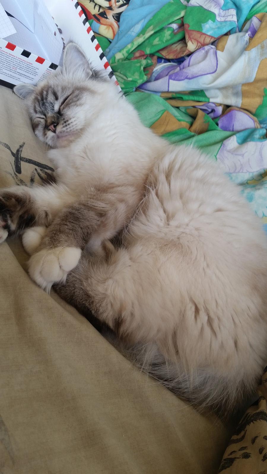 Hellig Birma Cherry billede 5