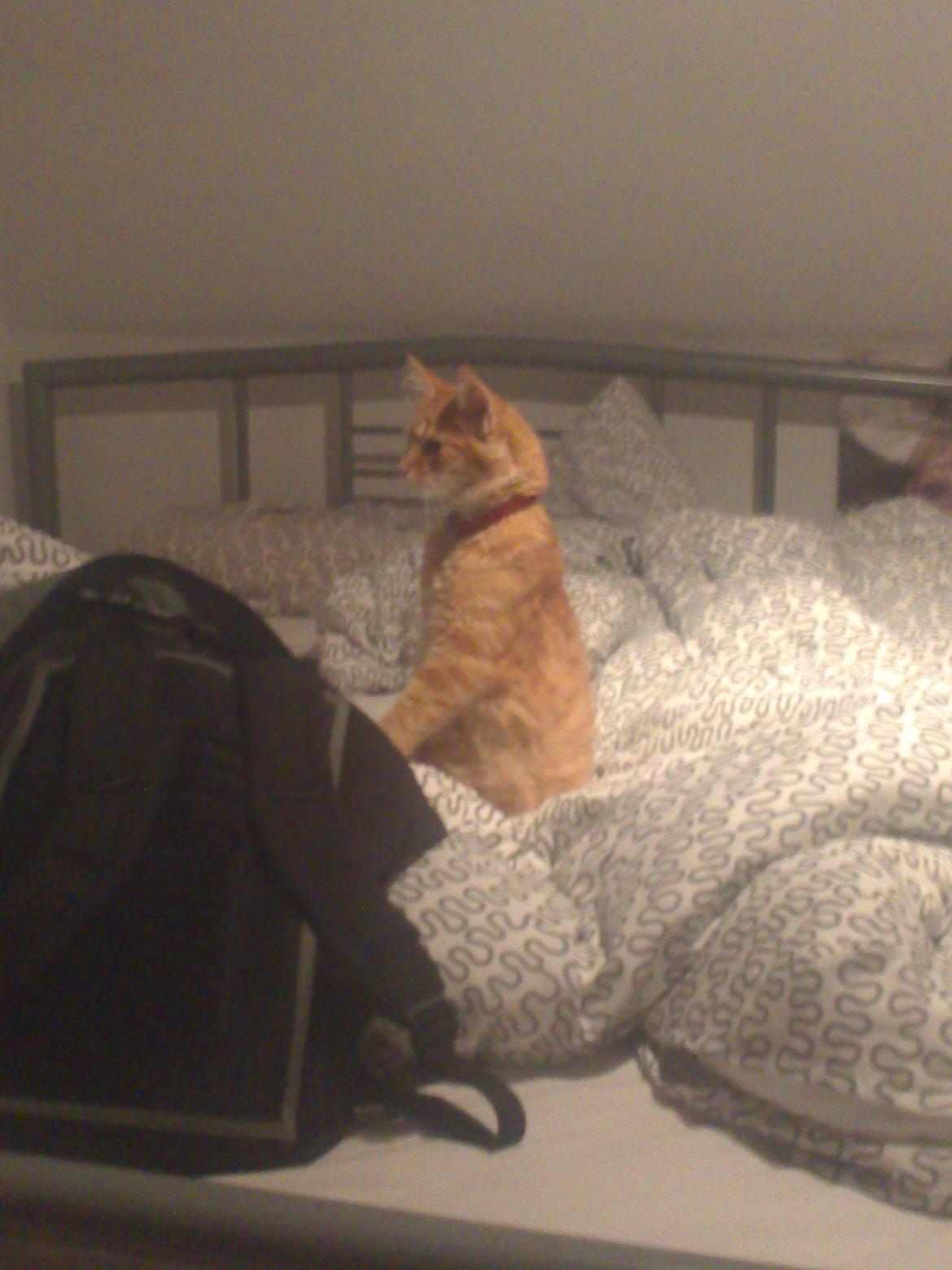 Blanding af racer Simba billede 12