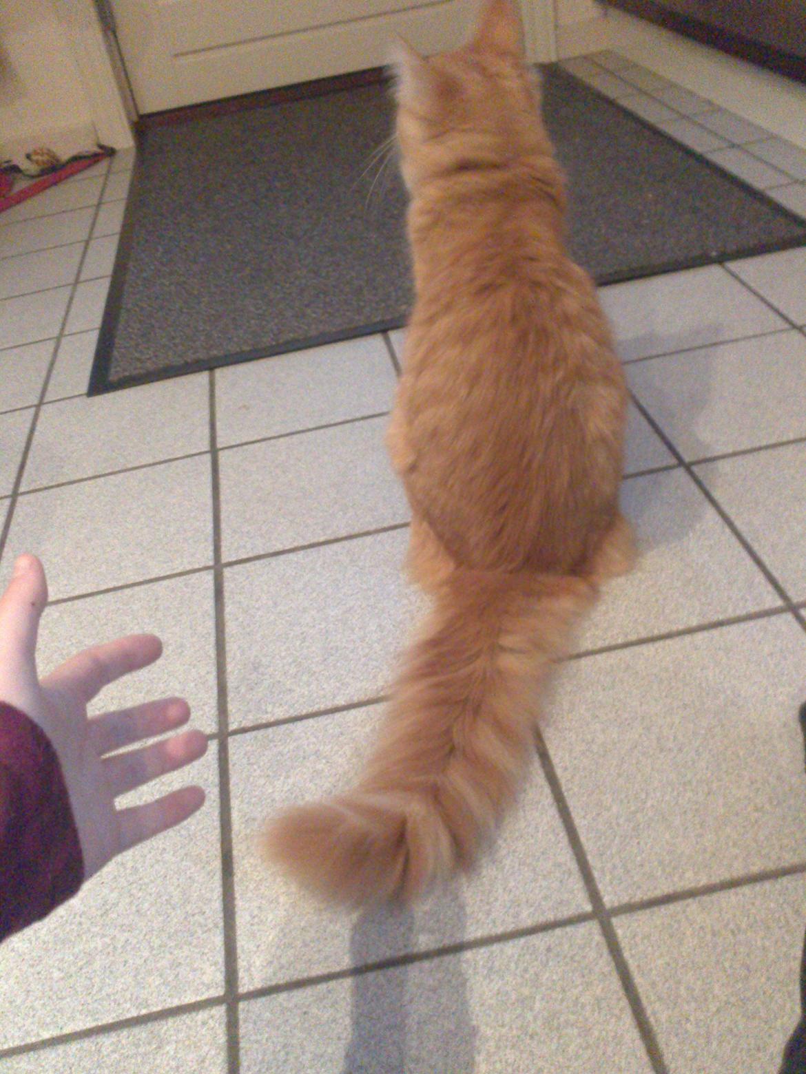 Blanding af racer Simba billede 13