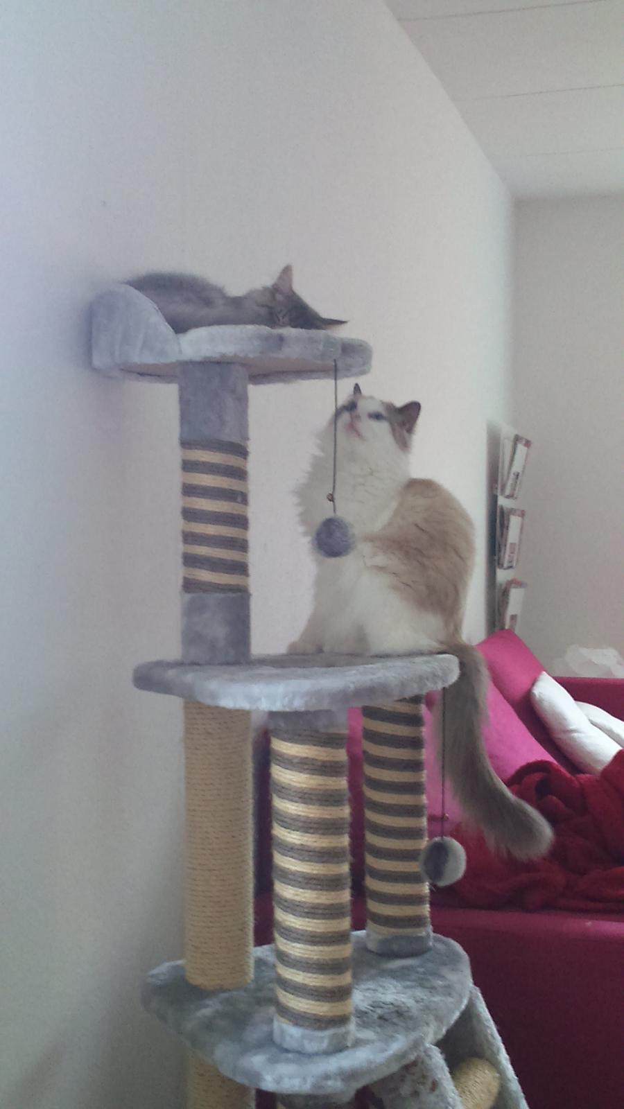 Ragdoll Dk Jaquet Piper Heidsieck - hvad er nu det. har hun taget min plas? billede 21