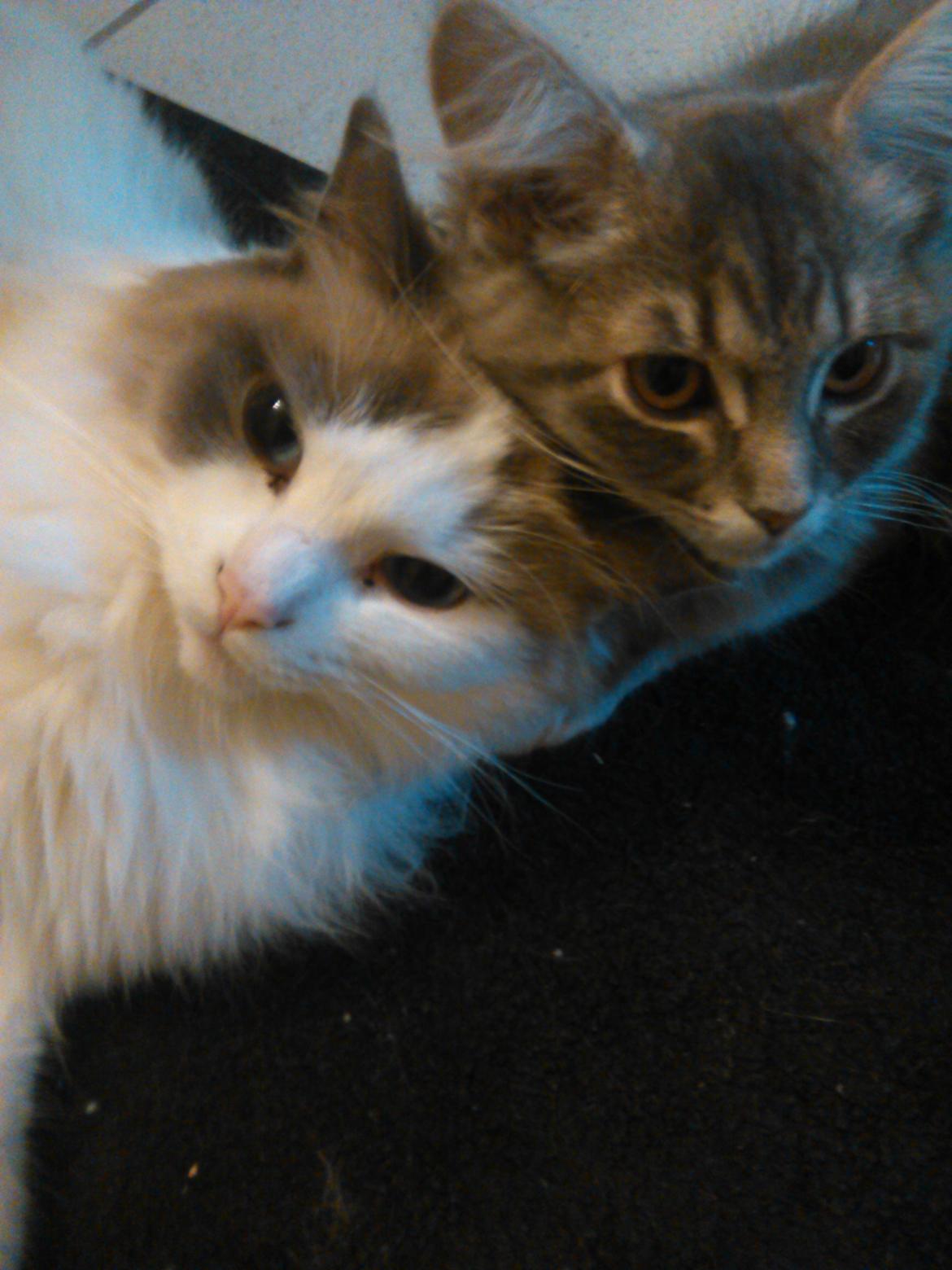 Ragdoll Dk Jaquet Piper Heidsieck - hun er nu god nok den lille... billede 22