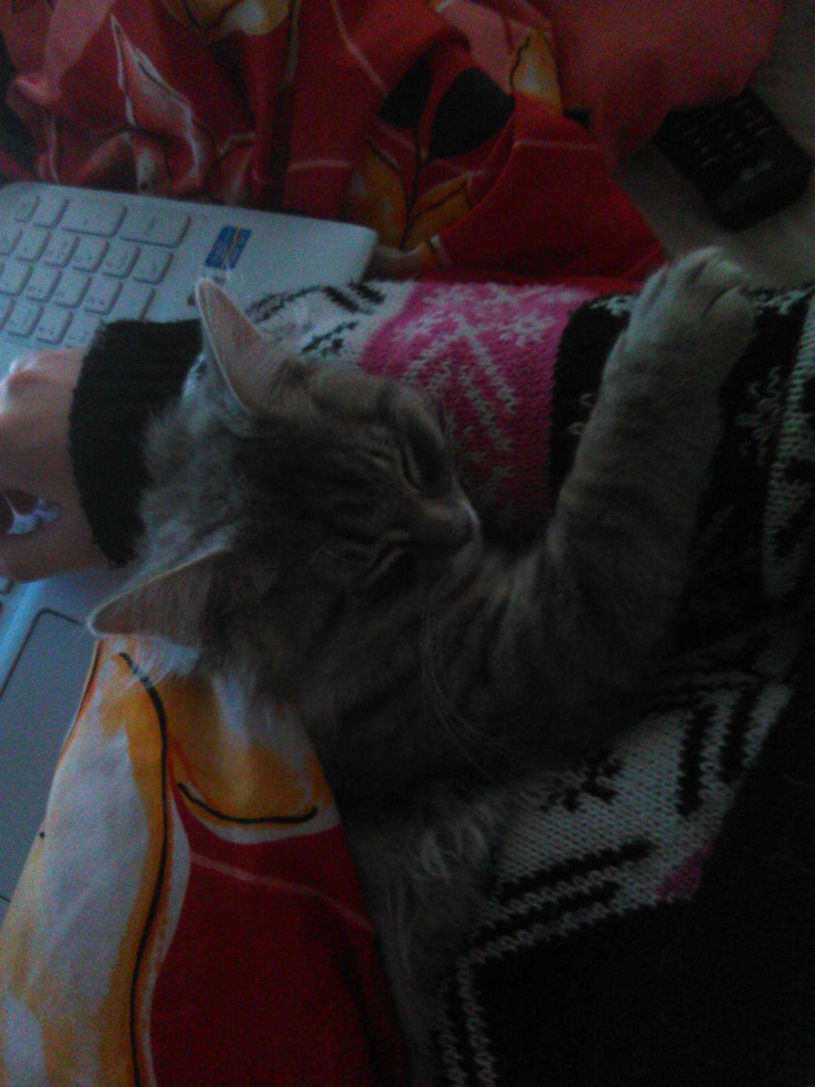 Blanding af racer Pixie  - orgh jeg holder om dig mor billede 2