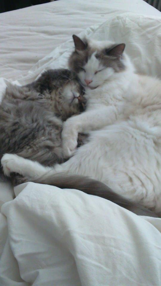 Blanding af racer Pixie  billede 4