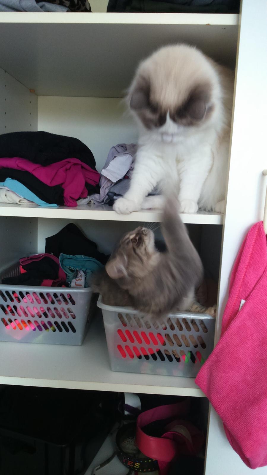 Blanding af racer Pixie  billede 6