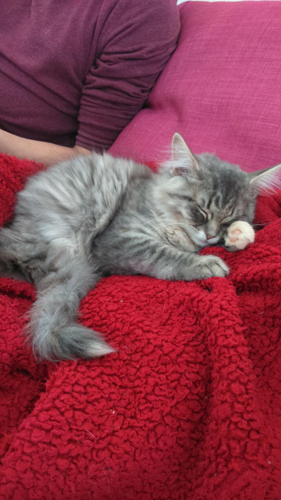 Blanding af racer Pixie  billede 1