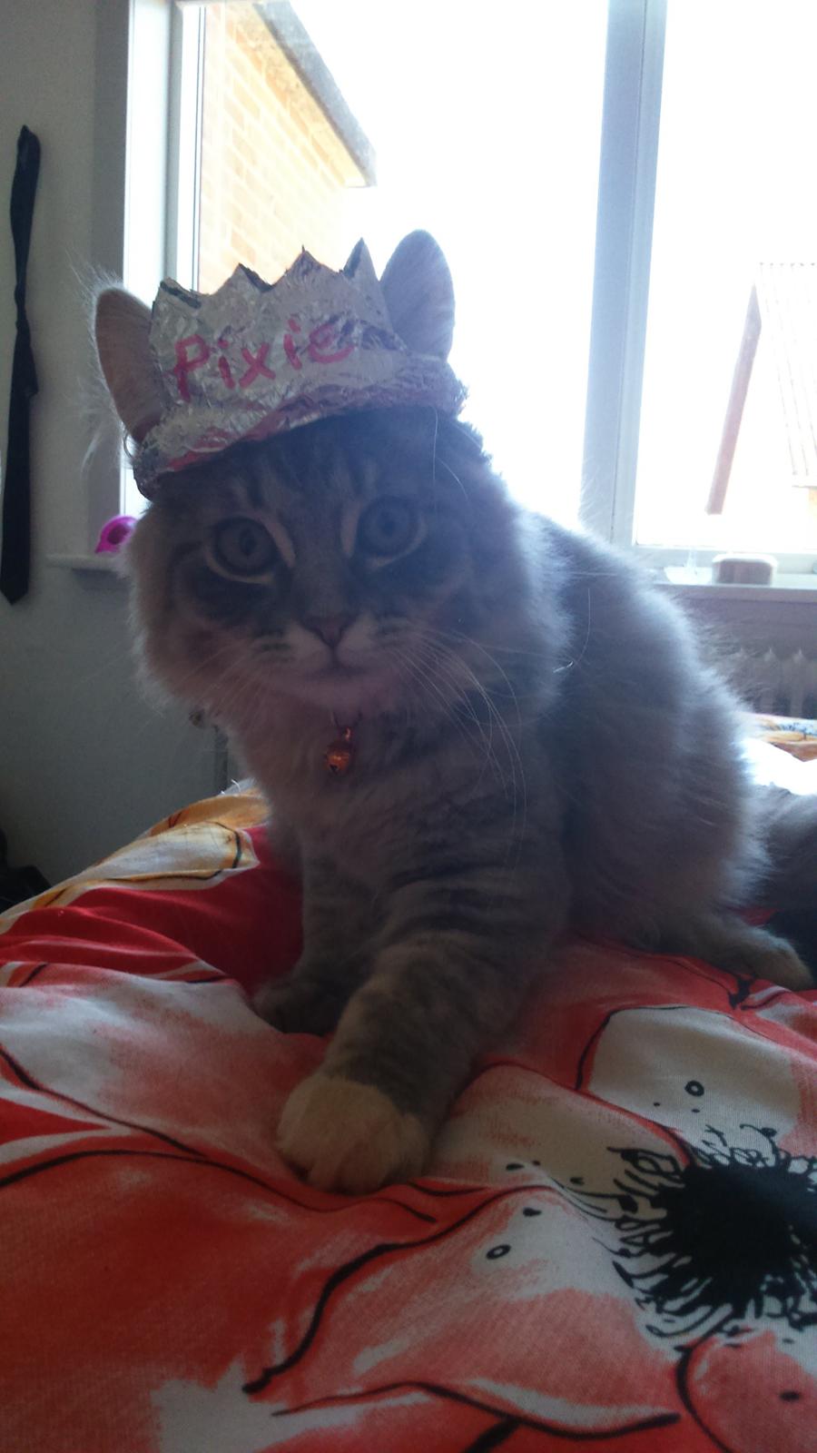 Blanding af racer Pixie  billede 11