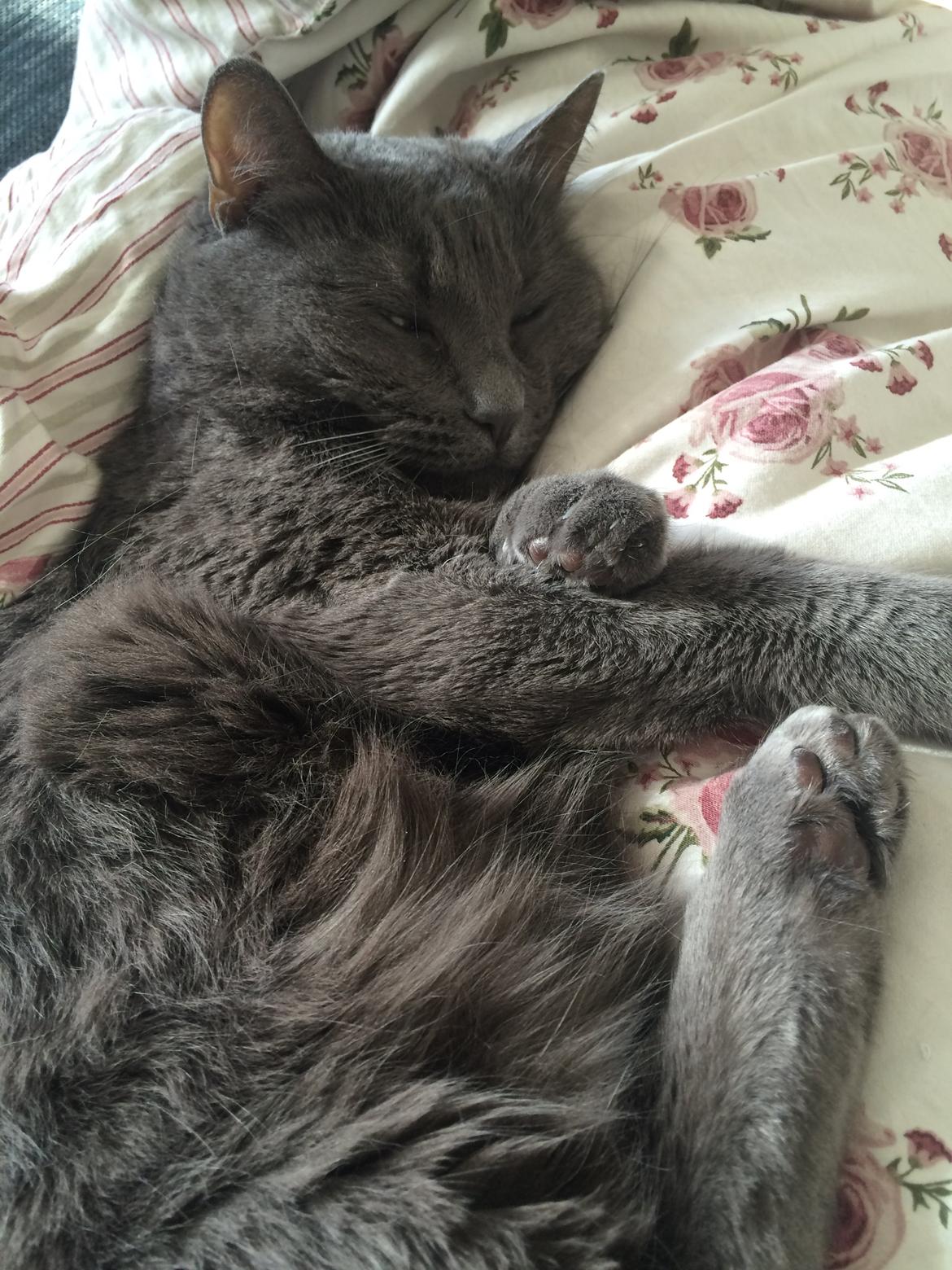 Blanding af racer Mew billede 14