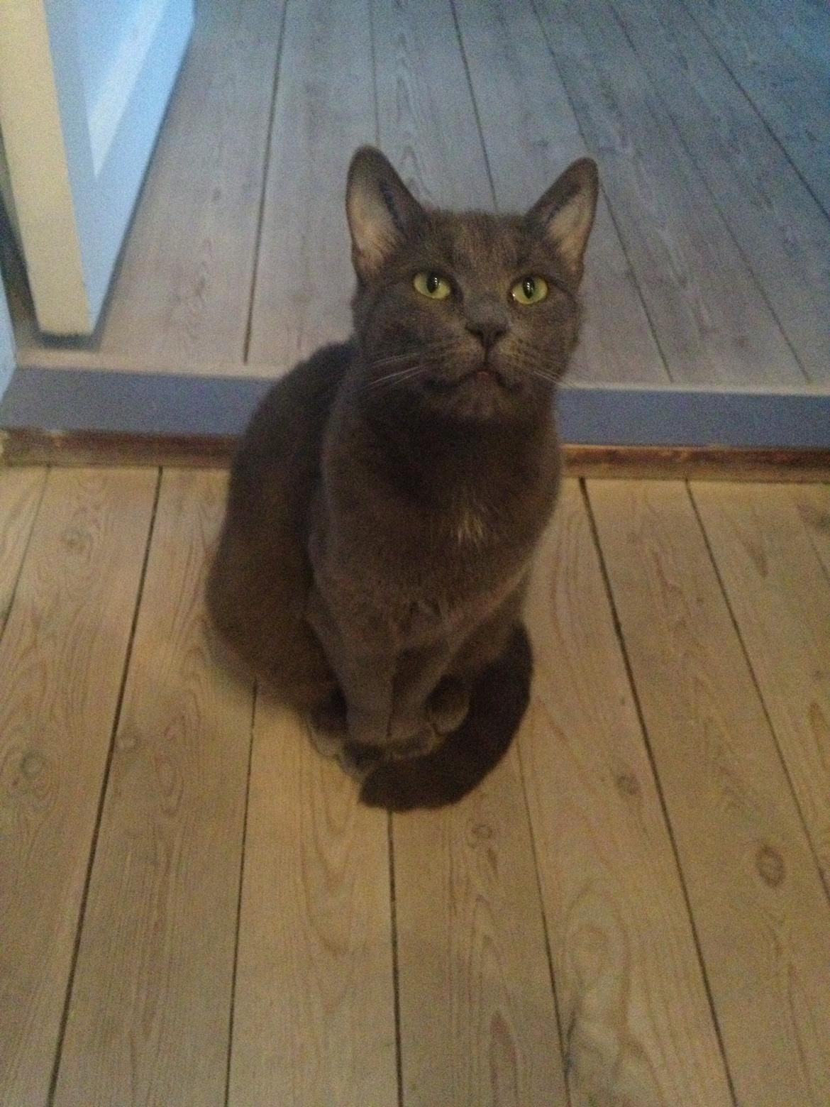 Blanding af racer Mew billede 15