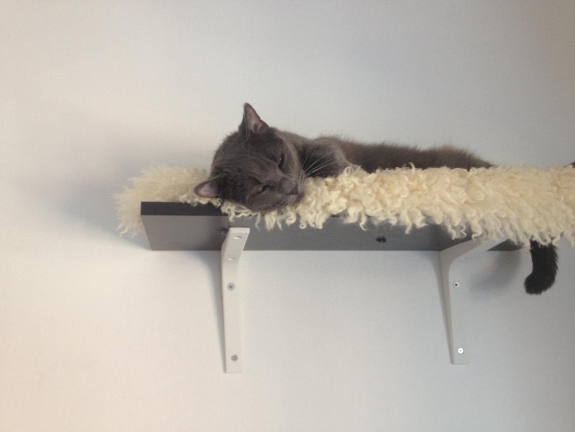 Blanding af racer Mew billede 18