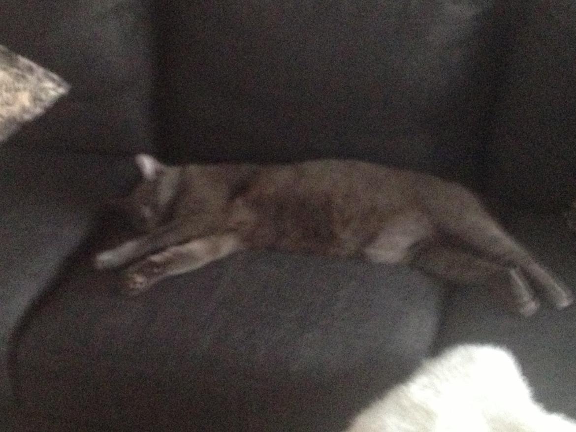 Blanding af racer Mew billede 21