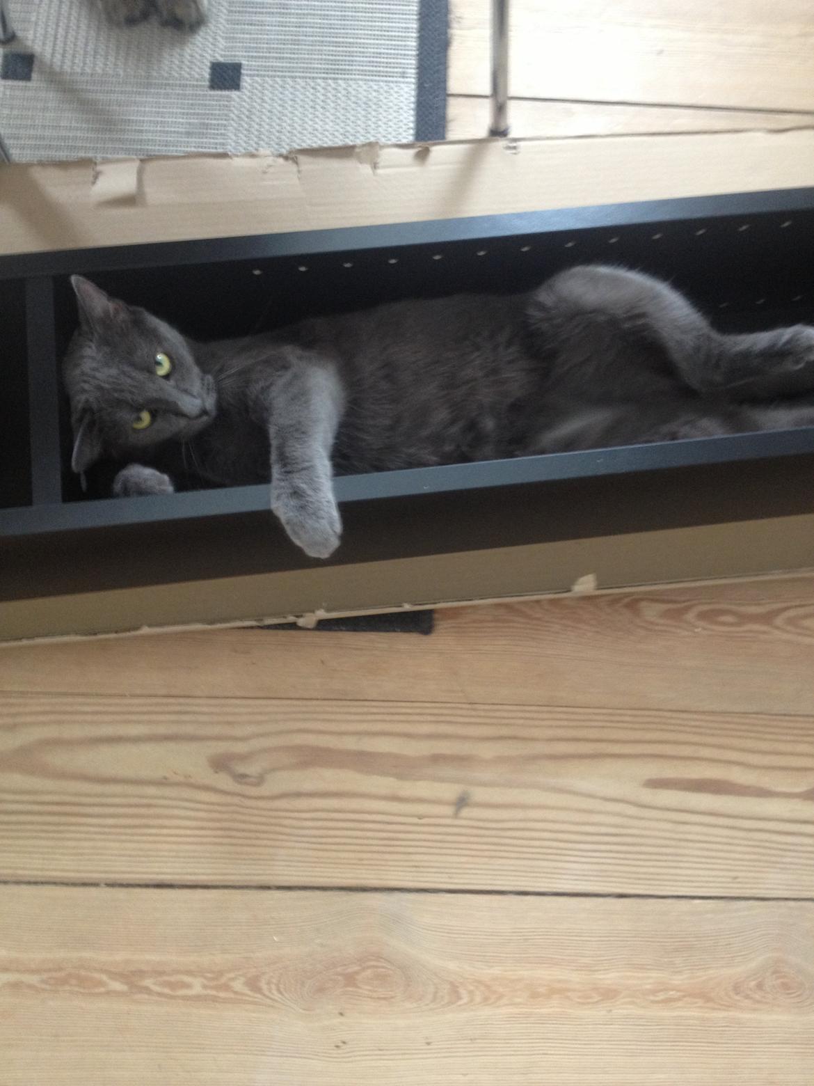 Blanding af racer Mew billede 22