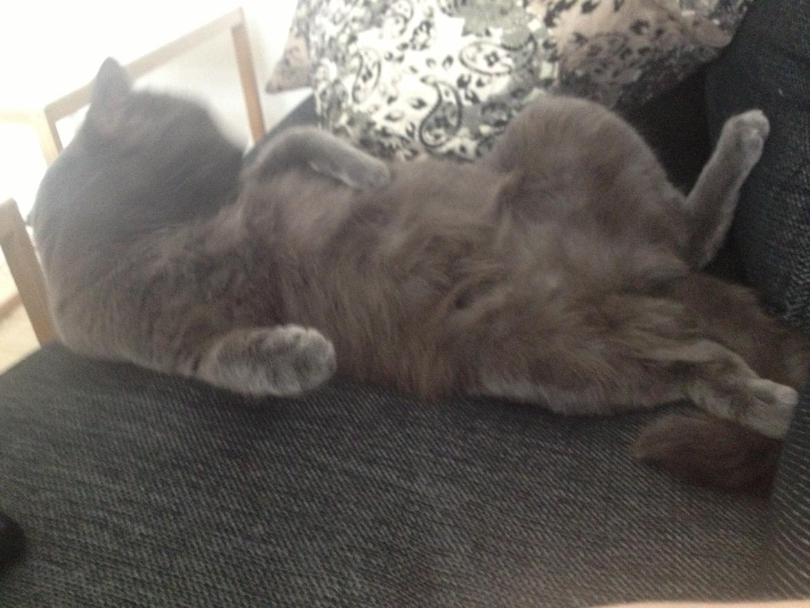 Blanding af racer Mew billede 23