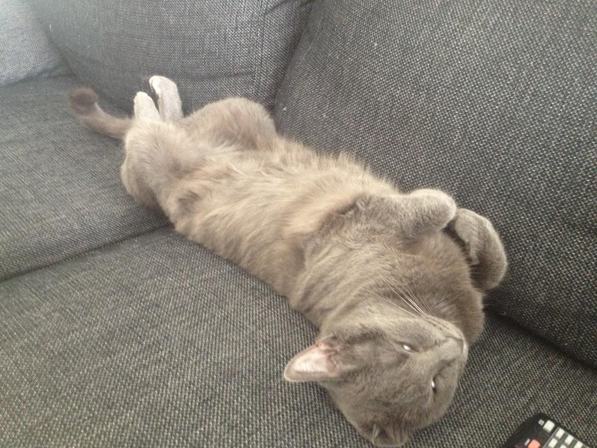 Blanding af racer Mew billede 20