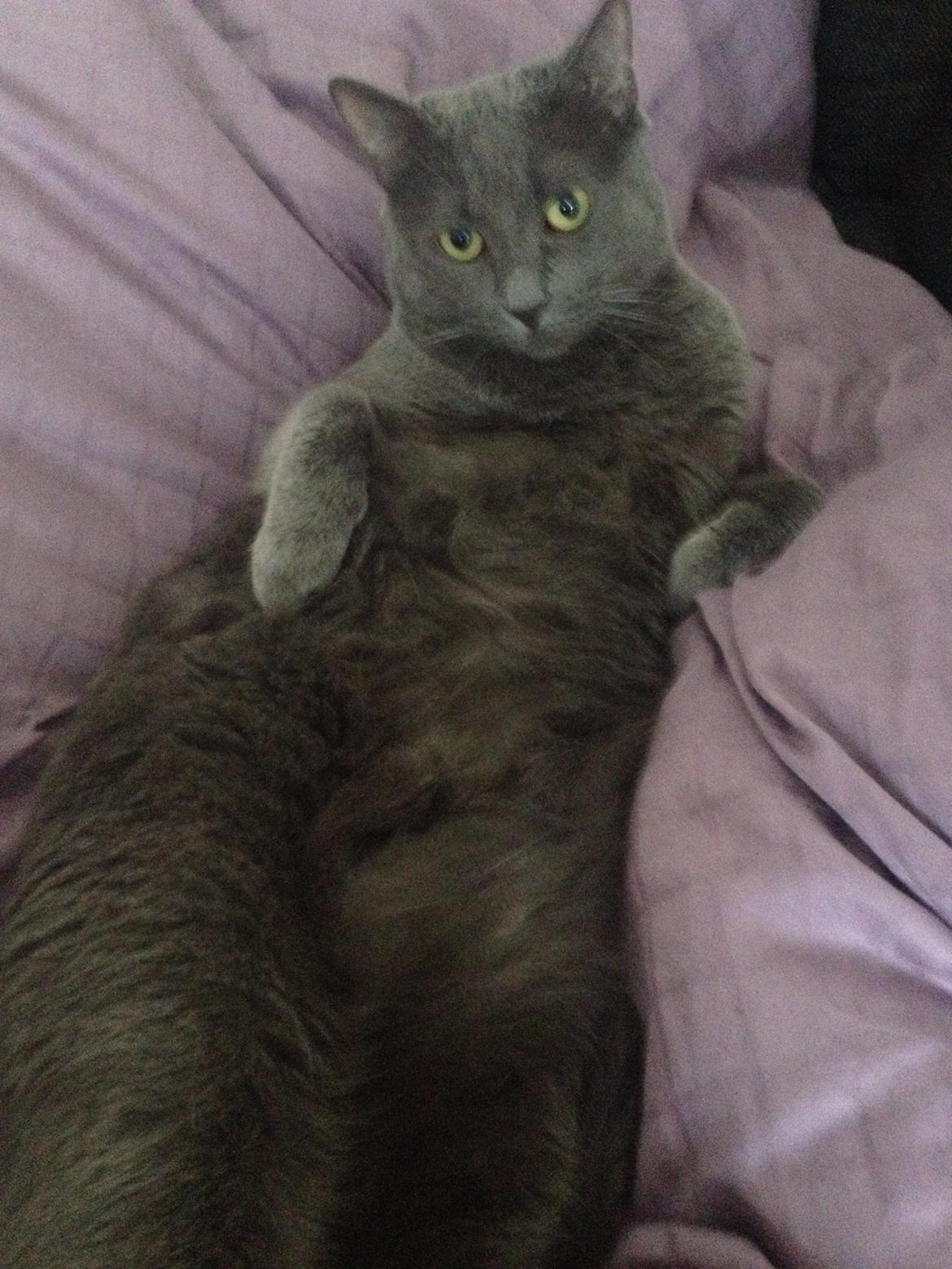 Blanding af racer Mew billede 25