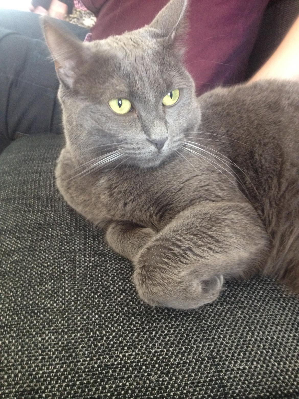 Blanding af racer Mew billede 24