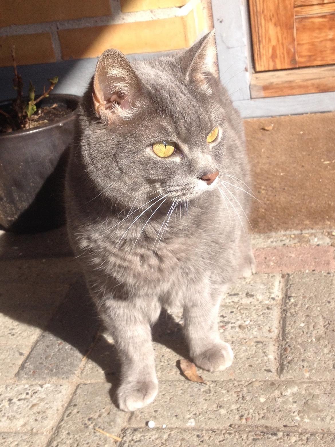 Huskat Findus (kælenavn: Finn) - Nyder Solskinsvejret billede 1