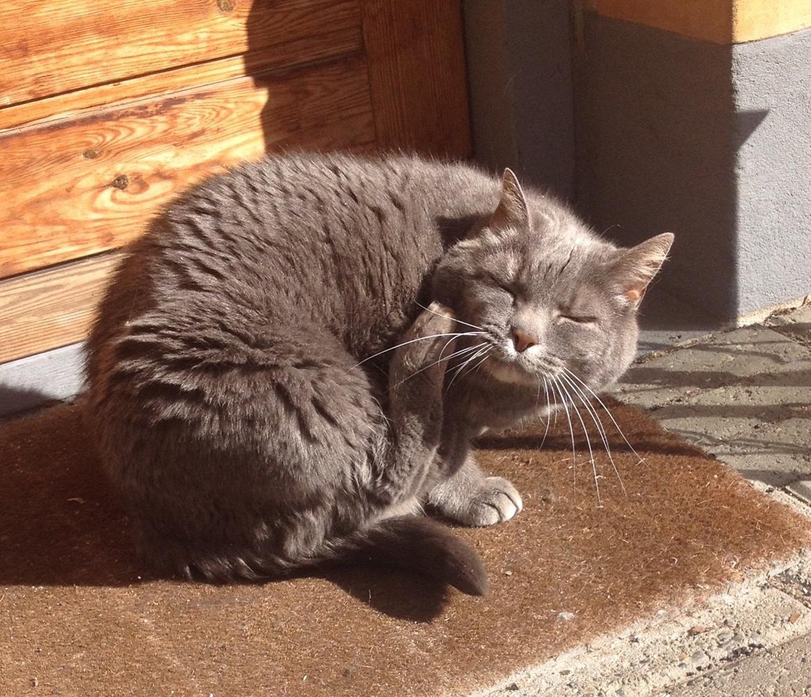 Huskat Findus (kælenavn: Finn) - Det Klør! billede 2