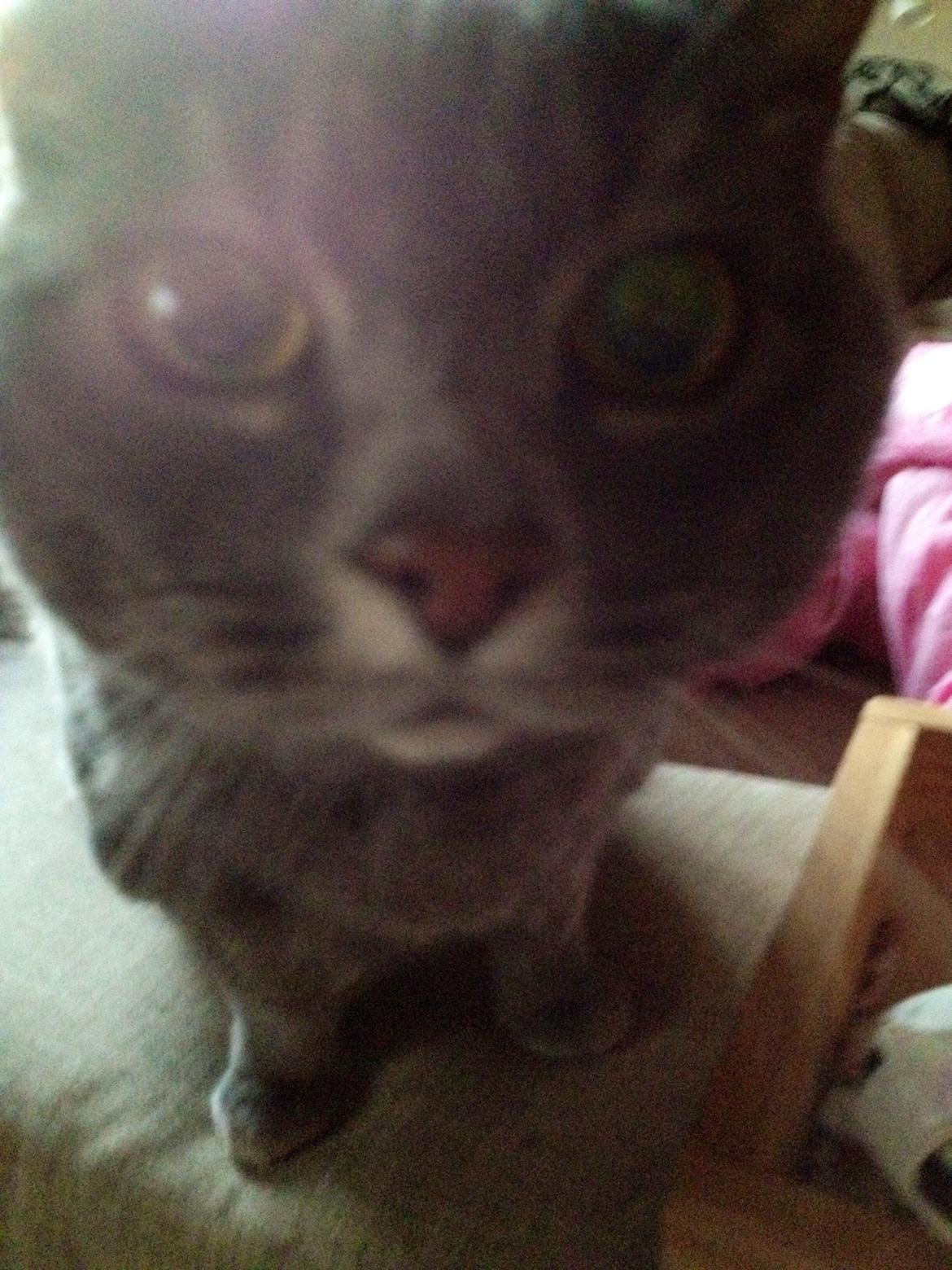 Huskat Findus (kælenavn: Finn) - Hvad er det der??? billede 3