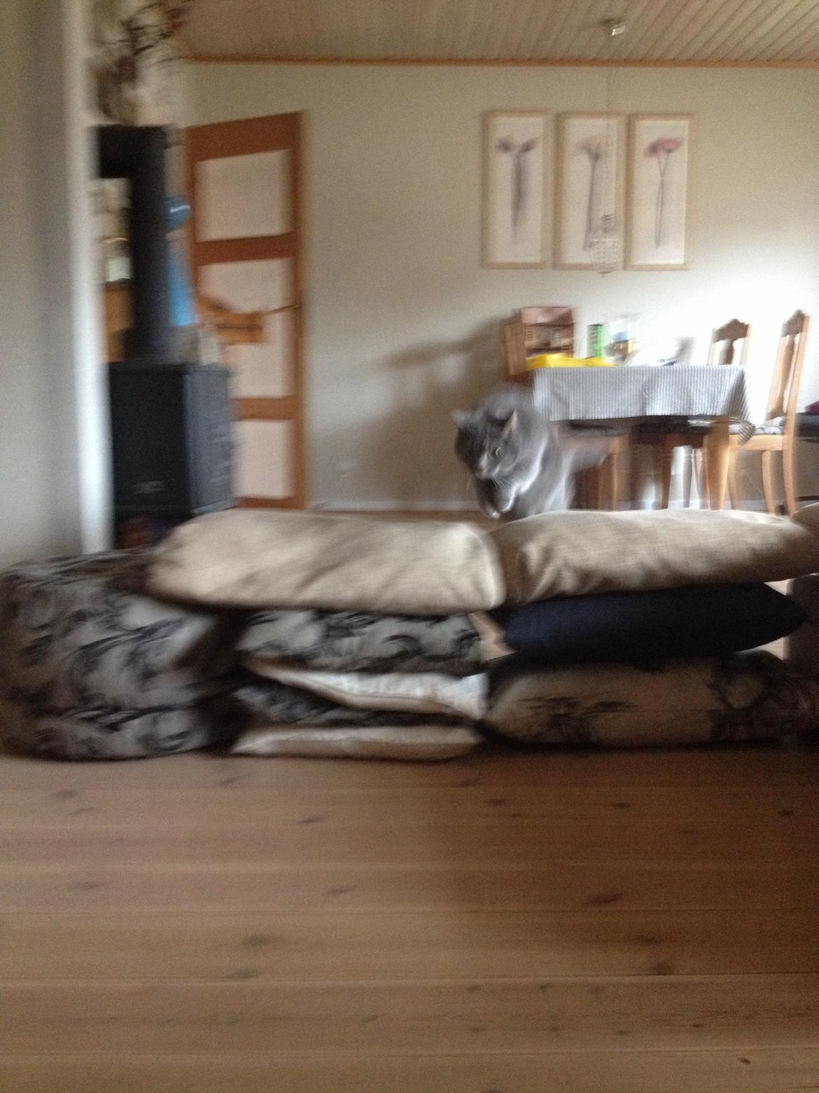 Huskat Findus (kælenavn: Finn) - Spriiing! billede 4