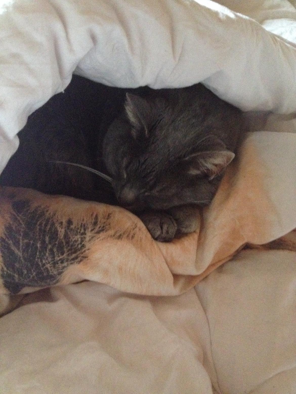 Huskat Findus (kælenavn: Finn) - Så er det sove tid ZZzz billede 5