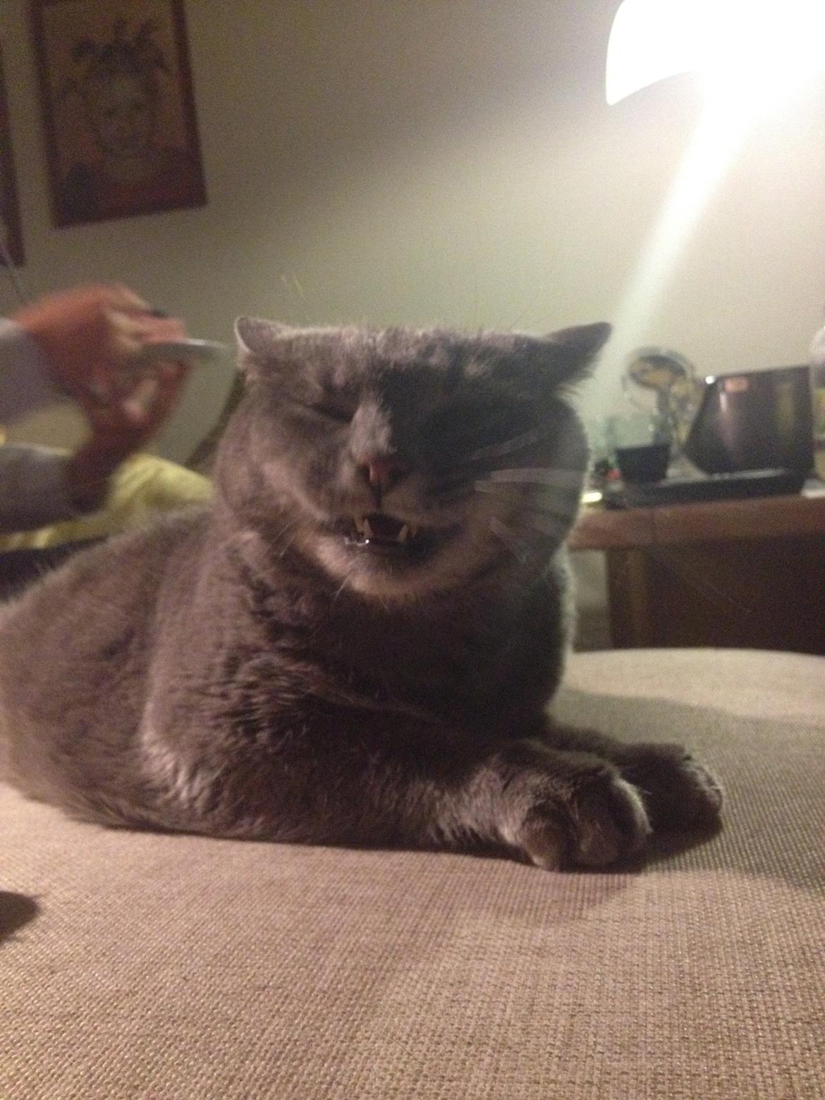 Huskat Findus (kælenavn: Finn) - SMIIL!!! billede 7