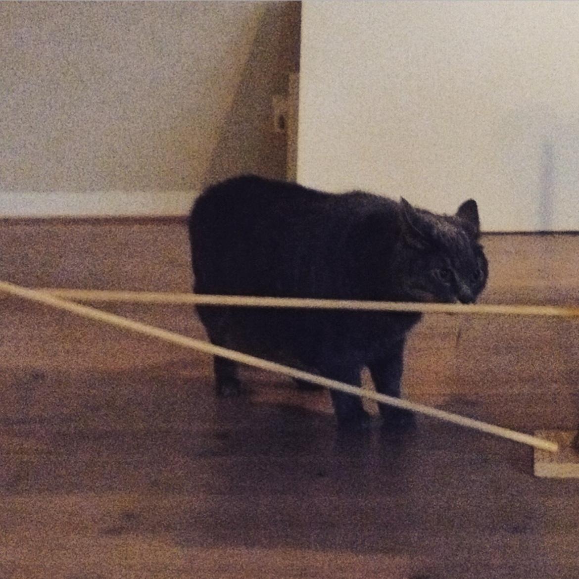 Huskat Findus (kælenavn: Finn) - Det dufter mærkeligt!  billede 6