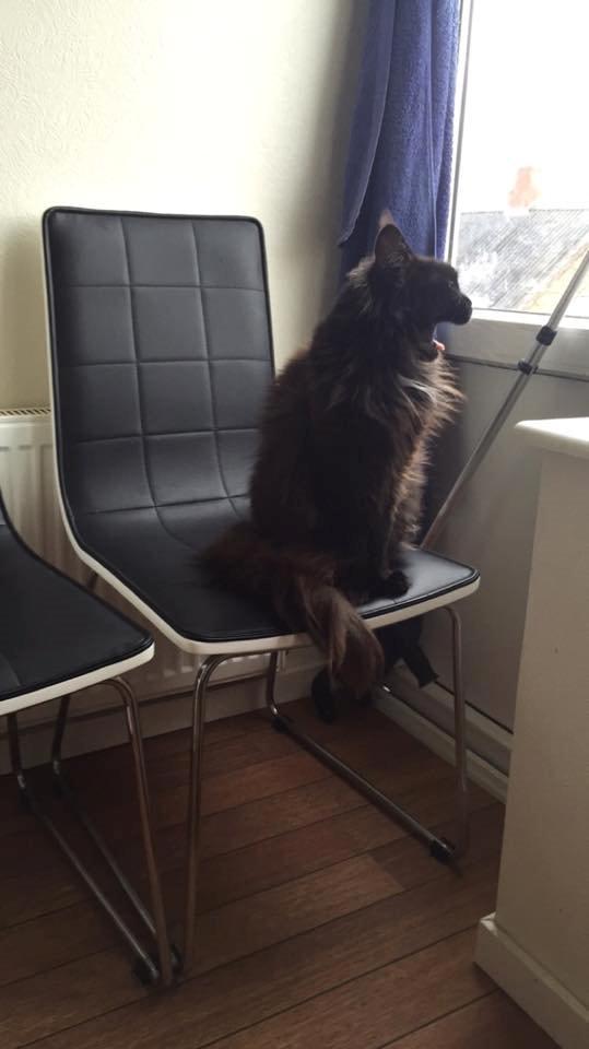 Maine Coon DK Abby Coon's Wild Tango billede 5