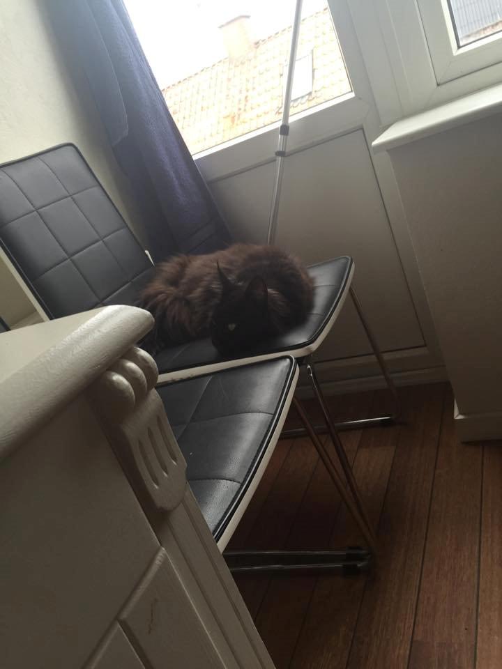 Maine Coon DK Abby Coon's Wild Tango billede 4