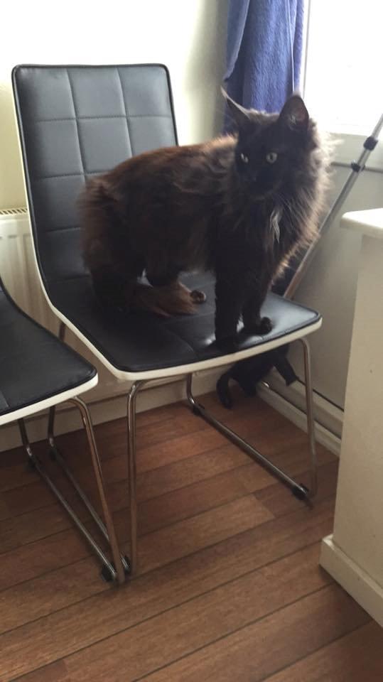 Maine Coon DK Abby Coon's Wild Tango billede 6