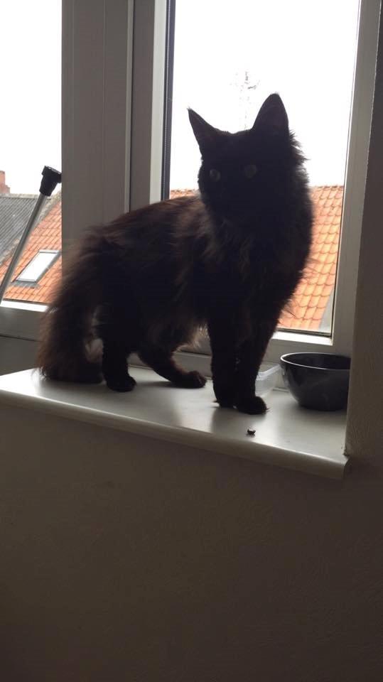 Maine Coon DK Abby Coon's Wild Tango billede 3