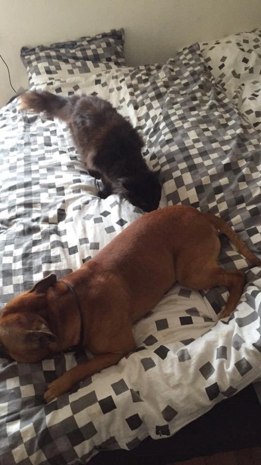 Maine Coon DK Abby Coon's Wild Tango billede 2