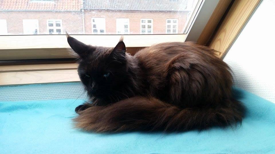 Maine Coon DK Abby Coon's Wild Tango billede 1